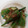 ゆずずママ's cooksnap of when they made 速攻できる簡単オクラのごま和え.