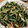 EmikoT's cooksnap of when they made 大根の葉と豚肉のキムチ炒め.