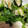 no1642's cooksnap of when they made 鶏肉とほうれん草の甘辛バター炒め.