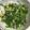冷蔵庫レスキュー隊's cooksnap of when they made 簡単♪春菊の白和え.