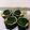 ◉ellie◉'s cooksnap of when they made ホーレンソウの海苔巻き!.