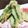 さえ吉くん's cooksnap of when they made 四角豆の天ぷら　簡単で一番おいしい食べ方.