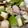 no1642's cooksnap of when they made ネギまみれのおろしチキンステーキ♪.