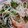 yumelon88's cooksnap of when they made きゅうりの冷凍甘酢漬け.