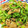 U☆kaoru's cooksnap of when they made 豚コマ肉とピーマンの香味豆板醤炒め.