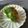 クック3VG036☆'s cooksnap of when they made 無添加焼肉のたれで オートミールおにぎり.