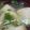 あゆたっくん's cooksnap of when they made とろろ昆布のお吸い物.