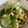 0720まま's cooksnap of when they made 野菜の浅漬け　きゅうり　キャベツ　人参.