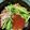 ほっぺに片栗粉's cooksnap of when they made シャケときゅうりの混ぜ寿司.