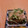もんしゅしゅ's cooksnap of when they made 簡単！胡瓜と貝割れのポン酢和え.