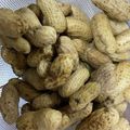 いよかんだいすき's cooksnap of when they made 生落花生のプリッと美味しい茹で方♪.