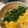 うさみちゃん★'s cooksnap of when they made 鶏そぼろの三食丼.
