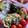 トミュー？'s cooksnap of when they made トマトとねぎの玉子焼き　.