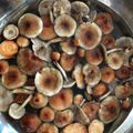 ダックスの春ちゃん's cooksnap of when they made 天然きのこの下処理☆*。.
