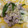 kurosuino's cooksnap of when they made ＊ 玉ねぎと塩ダレ豚のゆず胡椒炒め ＊.