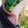 きりせ's cooksnap of when they made お弁当♪ほうれん草ソテーのハム巻き.