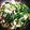 ♬あじさいのレシピ♬'s cooksnap of when they made 小松菜（青梗菜）とかまぼこ〜彩り炒め〜.