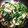 ♬あじさいのレシピ♬'s cooksnap of when they made 小松菜（青梗菜）とかまぼこ〜彩り炒め〜.
