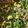 クック9B2S3V☆'s cooksnap of when they made 豆苗とベーコンの卵炒め.