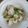 クックOYTSP1☆'s cooksnap of when they made カブとキュウリのわさび漬け.