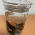 クックあさみちゃん's cooksnap of when they made お味噌汁＆水炊きのだしに！簡単にこんぶ水.
