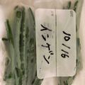 クック9ZFQ8Y☆'s cooksnap of when they made いんげんの冷凍保存.