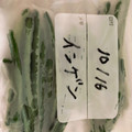 クック9ZFQ8Y☆'s cooksnap of when they made いんげんの冷凍保存.