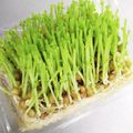 あたりめっこ's cooksnap of when they made 豆苗の育て方♡.