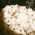 ame-ikuru's cooksnap of when they made レンズ豆入りごはん　ヴィーガン・健康的◎.