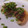 かじゅはめんこたん♪'s cooksnap of when they made 簡単おつまみ！ゆで卵のおかか醤油焼き.