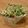 Nakatojias's cooksnap of when they made 止まらない！香味野菜のさっぱりサラダ.