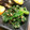 しまちょ★'s cooksnap of when they made 簡単！もう一品に！ほうれん草のお浸し.
