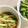☆yopipi's cooksnap of when they made 胡瓜とクラゲの切って和えるだけサラダ.