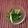 じまぽー's cooksnap of when they made 片手で水菜とパセリのキムチ彡.