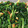 クック78R779☆'s cooksnap of when they made 【簡単副菜】ニラと桜えびのお浸し。.