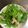 のえもゆ's cooksnap of when they made きゅうりとパクチーの簡単エスニックサラダ.