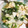 bonぼんbon's cooksnap of when they made しろ菜と薄あげの煮浸し.