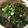 クック78R779☆'s cooksnap of when they made 残った味噌汁でにゅうめん.