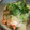 saki1010's cooksnap of when they made ☆彡簡単もう一品☆彡白菜とエビの中華炒め.
