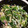 冷蔵庫レスキュー隊's cooksnap of when they made ほうれん草とえのきの海苔和え.