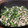 Sa〜ちゃん's cooksnap of when they made 大根の葉と挽き肉の甘辛炒め.