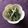 栗丸うさぎ's cooksnap of when they made ごまドレで簡単！いんげんのごま和え.