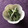 栗丸うさぎ's cooksnap of when they made ごまドレで簡単！いんげんのごま和え.