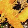 りーとぽん's cooksnap of when they made 野菜のフライ.