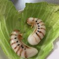 ぴぉたん's cooksnap of when they made 白玉団子でカブトムシの幼虫1(グロ).