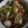 もりのりころ's cooksnap of when they made 夏野菜と胸肉の甘酢炒め.