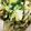 おケロ☆'s cooksnap of when they made やみつき！白菜×お茶漬け×とろろ昆布！.