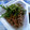 ユーロン's cooksnap of when they made 青で栄養価ＵＰ☆青海苔青じそ納豆.