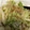 葉月優希's cooksnap of when they made お箸が止まらない！！やみつき白菜.