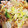 ハッピ～369嬢's cooksnap of when they made 【簡単★時短】白菜と豚肉のうま煮/もやし.